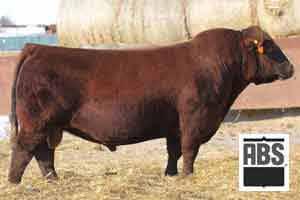 Good footed bull who is long bodied and capacious with added muscle. His dam is a very productive female with an ideal udder and settles first service each year.