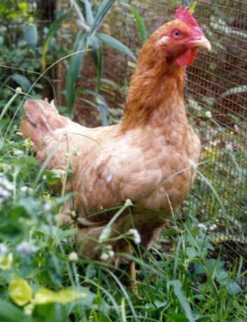 Production performance of some local chicken genotypes in Indonesia: An overview Tike Sartika 1 and Ronny Rachman Noor 2 1 Research Institute for AnimalProduction, PO BOX 221 Bogor, Indonesia.