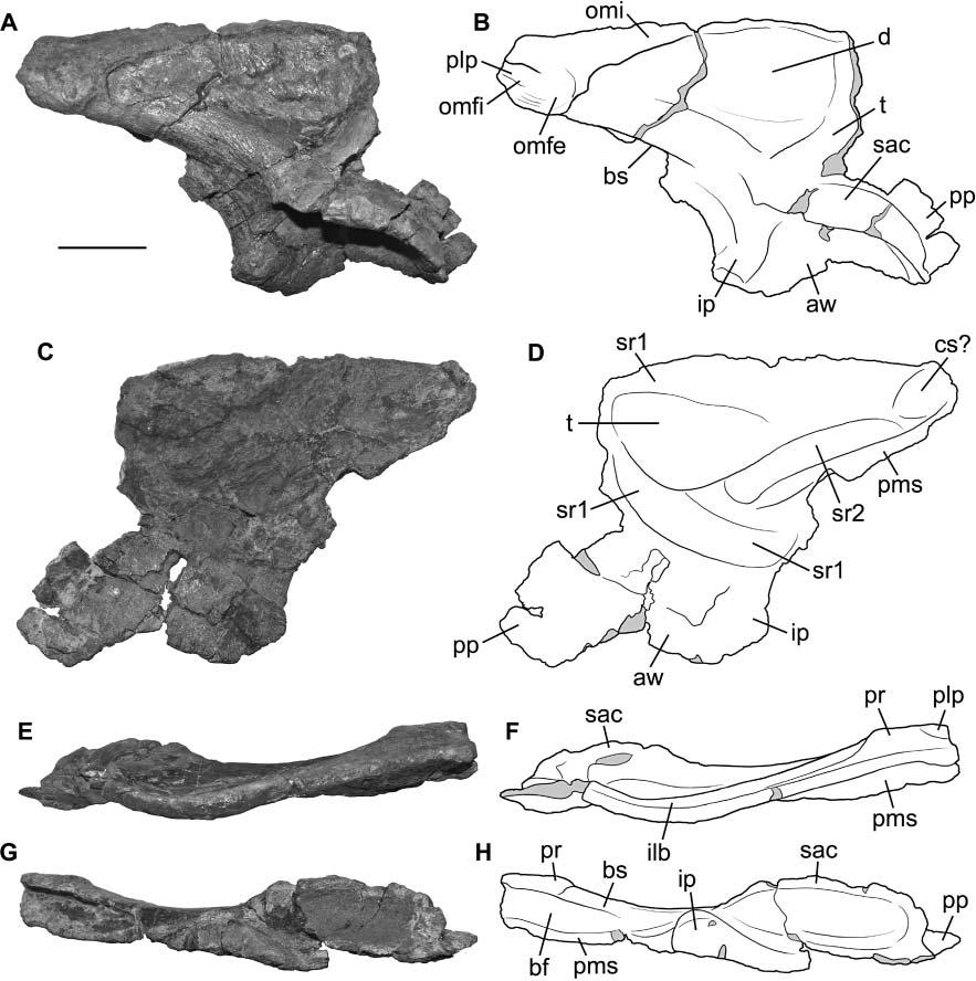 A new early dinosaur and reassessment of dinosaur origin and phylogeny 379 Figure 6. Right ilium of Chromogisaurus novasi in A, B, lateral; C, D, medial; E, F, dorsal; and G, H, ventral views.