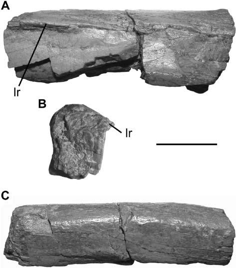 380 M. D. Ezcurra Liliensternus; UCMP 37302; Ezcurra & Cuny 2007; QG 1; MB R. 2175).