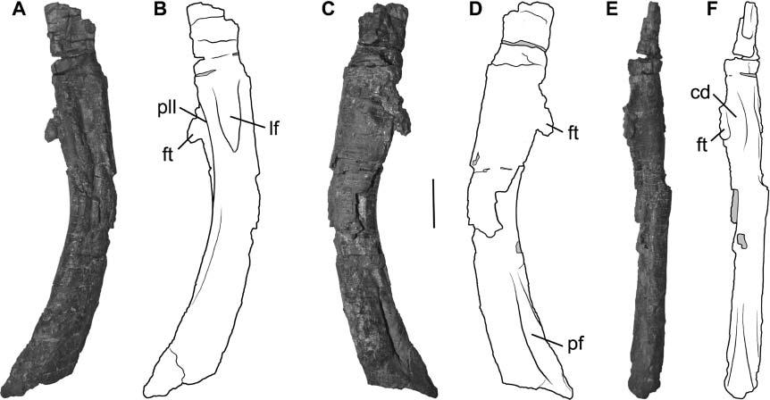 A new early dinosaur and reassessment of dinosaur origin and phylogeny 381 Figure 8. Right femur of Chromogisaurus novasi in A, B, lateral; C, D, medial; and E, F, posterior views.