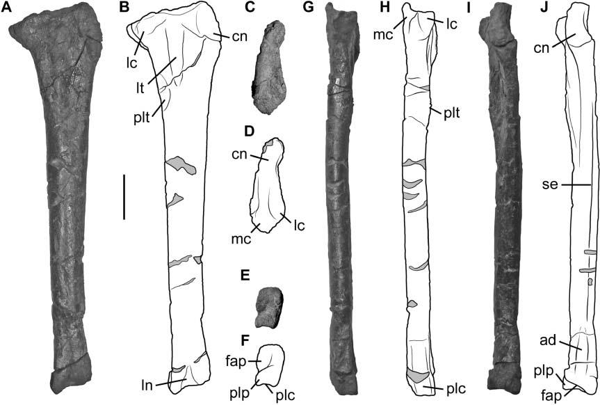 382 M. D. Ezcurra (Fig. 9D, H). The fourth trochanter lies in the proximal half of the femur and is asymmetric (Fig. 8A D), as in non-neotheropod basal saurischians.