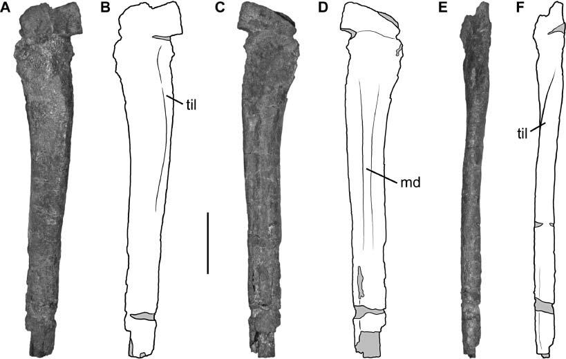 384 M. D. Ezcurra Figure 11. Right fibula of Chromogisaurus novasi in A, B, lateral; C, D, medial; and E, F, anterior views. Abbreviations: md, medial depression; til, iliofibularis muscle insertion.