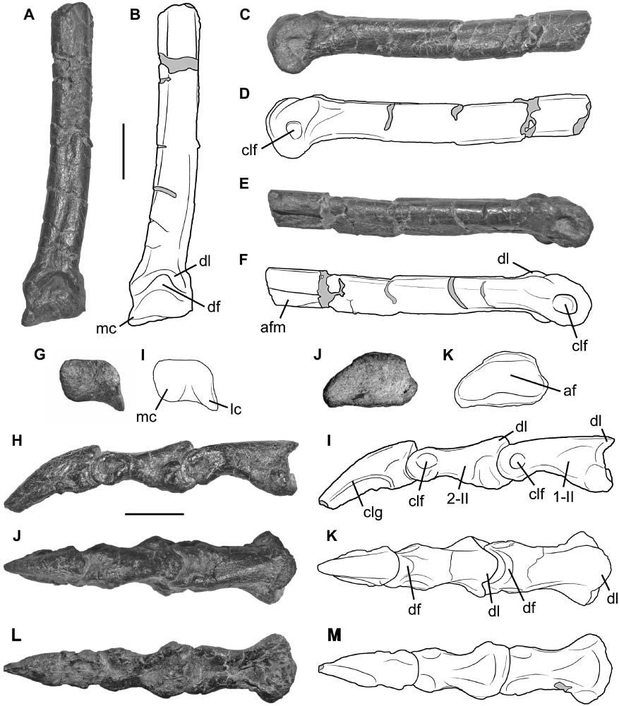 A new early dinosaur and reassessment of dinosaur origin and phylogeny 385 Figure 12.