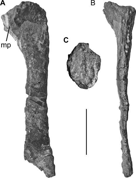 386 M. D. Ezcurra autapomorphic features of Chromogisaurus are discussed below: Figure 13. Left metatarsal V of Chromogisaurus novasi in A, dorsal; B, lateral; and C, proximal views.