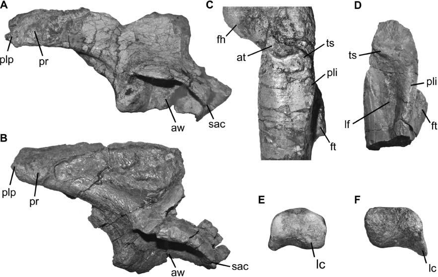 A new early dinosaur and reassessment of dinosaur origin and phylogeny 387 Figure 14. Comparison between selected features of B, D, F, Chromogisaurus novasi; and A, C, E, Saturnalia tupiniquim.