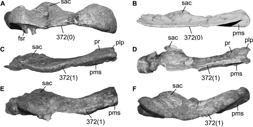 A new early dinosaur and reassessment of dinosaur origin and phylogeny 389 Figure 16. Ilia of several saurischians in dorsal view.