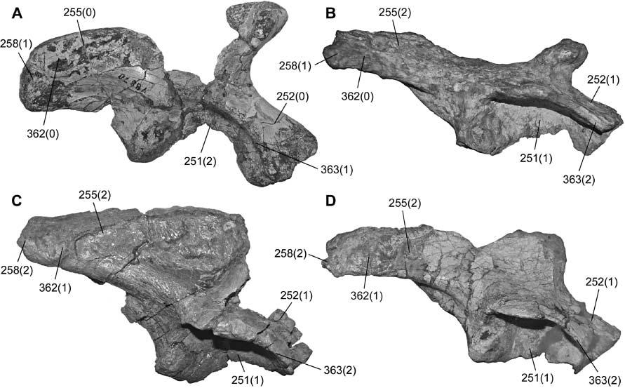 390 M. D. Ezcurra Figure 17. Iliac character-states among basal saurischians. A, Caseosaurus crosbyensis ( = Chindesaurus?