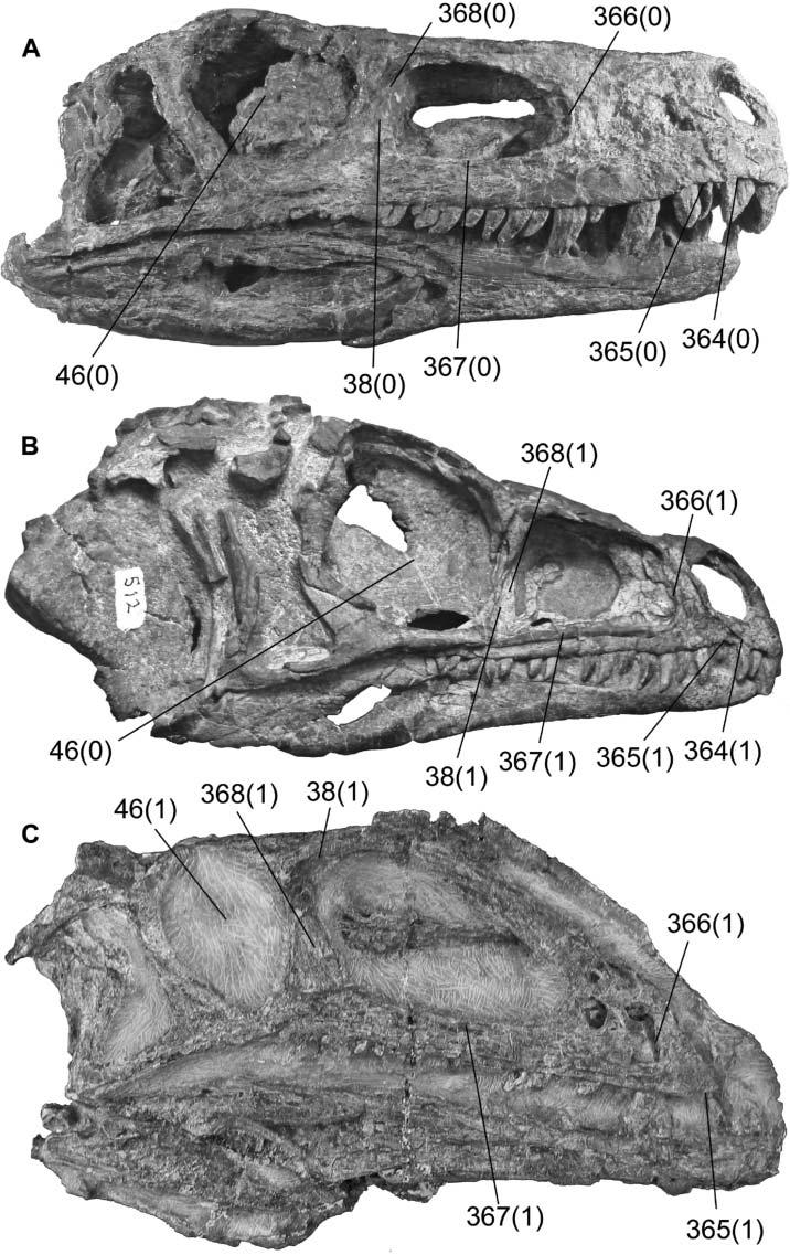A new early dinosaur and reassessment of dinosaur origin and phylogeny 393 Figure 18. Cranial character-states among basal saurischians.