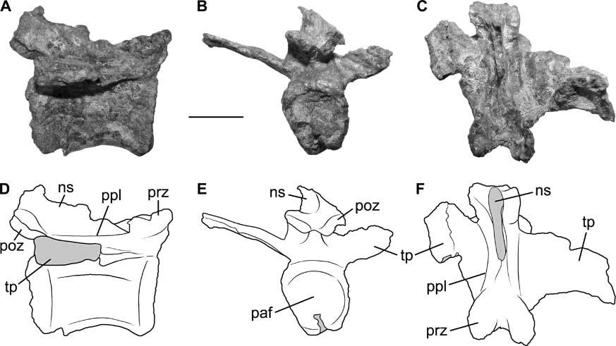 376 M. D. Ezcurra Figure 3. Proximal caudal vertebra of Chromogisaurus novasi in A, D, right lateral; B, E, posterior; and C, F, dorsal views.