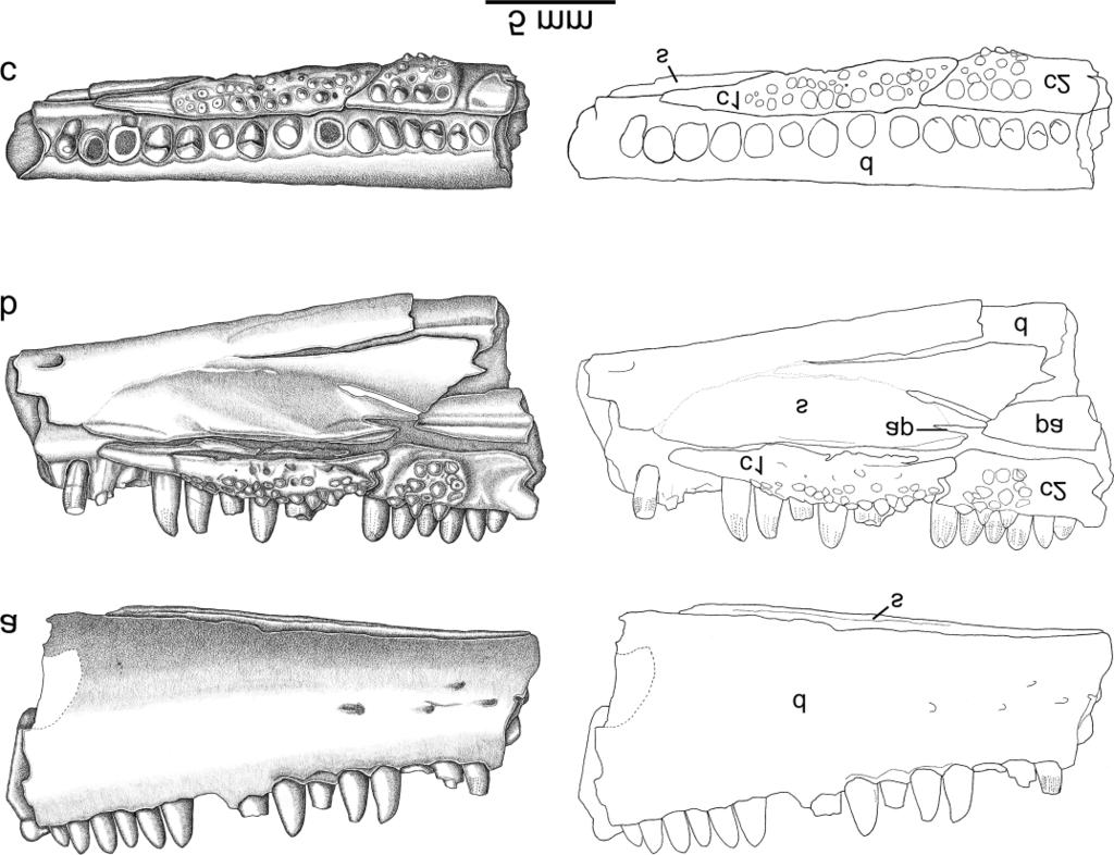 Anderson and Reisz 501 Fig. 1. Bolterpeton carrolli, n.gen. n.sp., holotype OMNH 52364, in (a) labial, (b) lingual, and (c) occlusial views.
