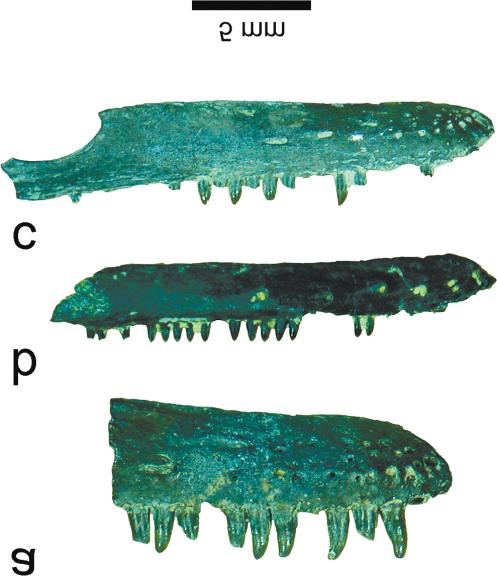 502 Can. J. Earth Sci. Vol. 40, 2003 Fig. 2. (a) Bolterpeton carrolli, n.gen. n.sp., referred specimen OMNH 71111, in labial view. (b, c) Species X in labial view.