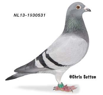 3 THE RACING PIGEON 4 NOVEMBER 2016 make that he now really have to take care of his self, and keep only a small team of his loved great Champion collection.