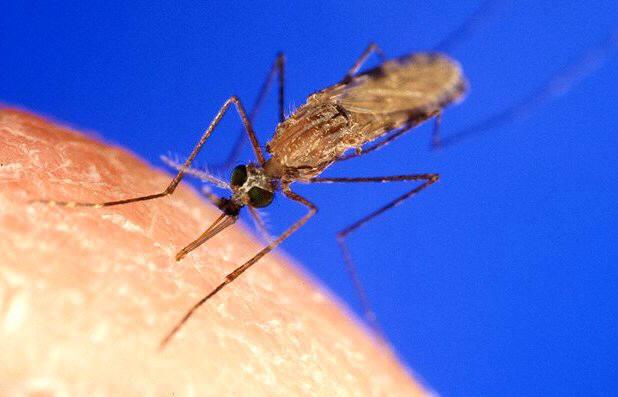 Malaria & Dengue Global