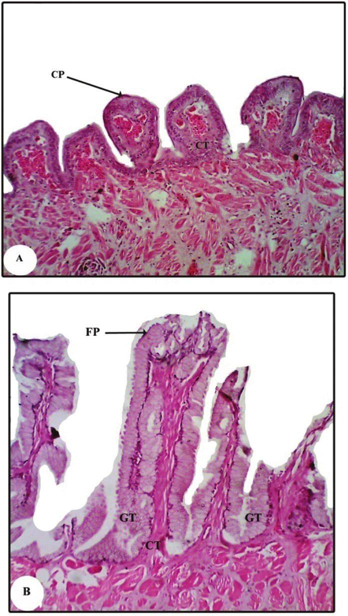 Photomacrograph of the tongue (T) of T. annularis (A); C. niloticus (B), showing the fibrous membrane attaching the tongue to the mandible (white arrow), the glottis (GT) and the laryngeal mound (LM).