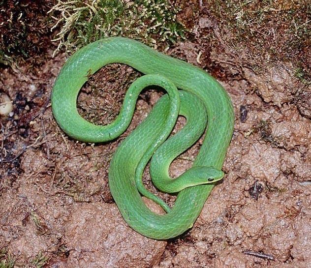Order Squamata snakes and lizards Family Colubridae Smooth Greensnake (1-1.