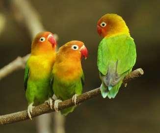 Masked Lovebirds can be prone to pluck their youngsters while they are in the nest.