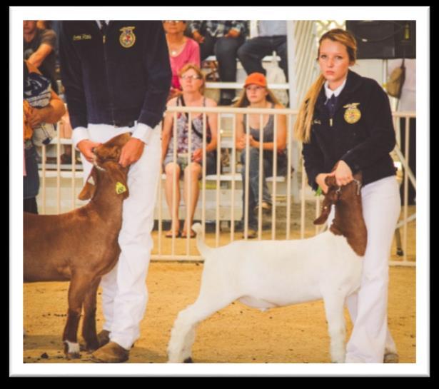Market Swine and Meat Goats Wednesday, July 26, 2017 8:00 AM - Breeding Cattle Show