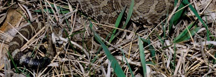 They are a secretive snake, commonly staying deep in tall wetland grasses and hibernating in crayfish burrows.