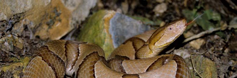 Tips about Rattlesnakes Rattlesnakes and other snakes are commonly found on or under old logs and downed trees.