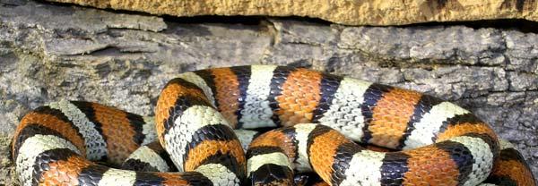 Kingsnakes Listed among our most popular and beneficial reptiles