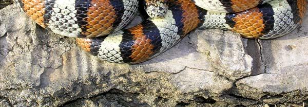 They are powerful constrictors which kill rodents, other snakes,
