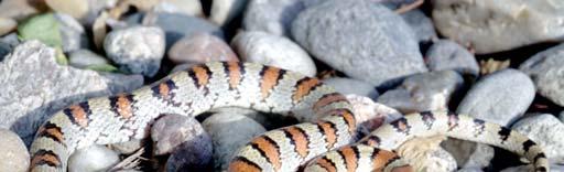 The Milk snake (Lampropeltis triangulum) can easily be identified