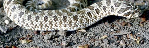 When first approached the Hognose hoods out (flattening their heads and necks) and tries to look like a small cobra.