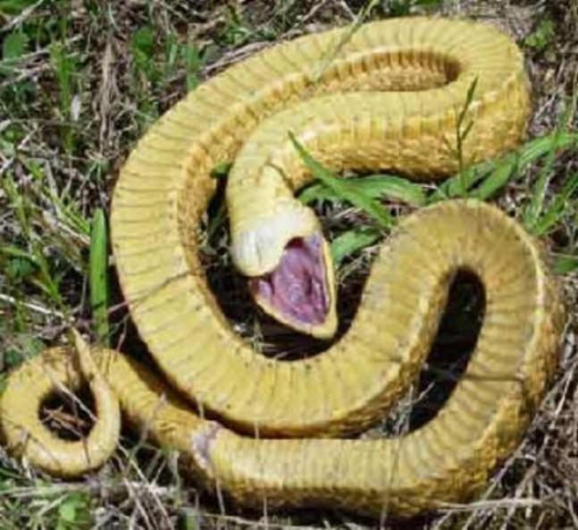 Pictured below is the plain hognose Snake (Heterodon nasicus). The Eastern Hognose Snake (Heterodon platirhinos) is larger than the Plains species, but its actions are the same.