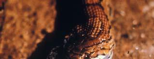 Corn Snakes as Pets Normally snakes swallow their prey beginning with the head first.