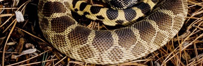 therefore, earning it another common name, the Gopher Snake.