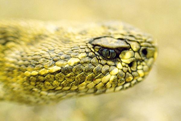 Snake Fact Bull snakes will NOT chase or kill rattlesnakes.