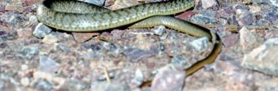The long keen tail and prominent eyes help to identify this as the Yellow Bellied Racer (Coluber constrictor), one of our fastest snakes.