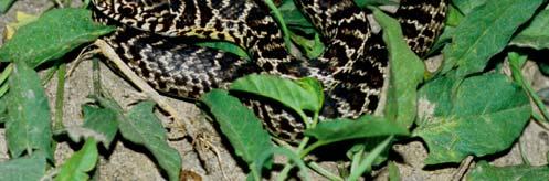 Several snakes have a different color and pattern when they are hatched, which change as they grow into adulthood.