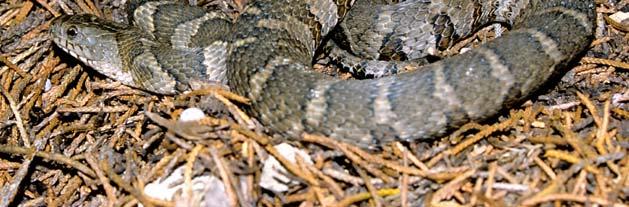 Northern Water Snake The Northern Water Snake (Nerodia sipedon) is harmless and is commonly found around