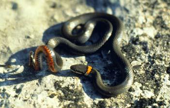 other snake species give birth to live babies.