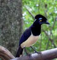 quality of veterinary education, may have a positive effect on the quality of veterinary education in a country; Plush-crested jay. M.Minassian 5.