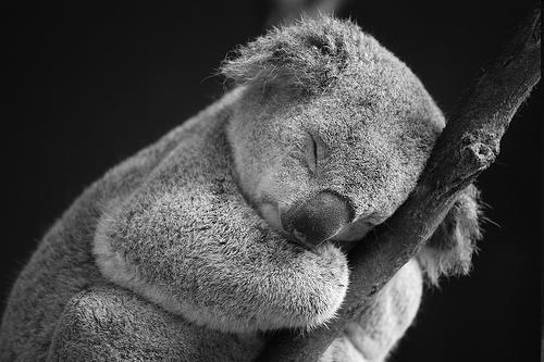 The koala It only lives in Australia, in the