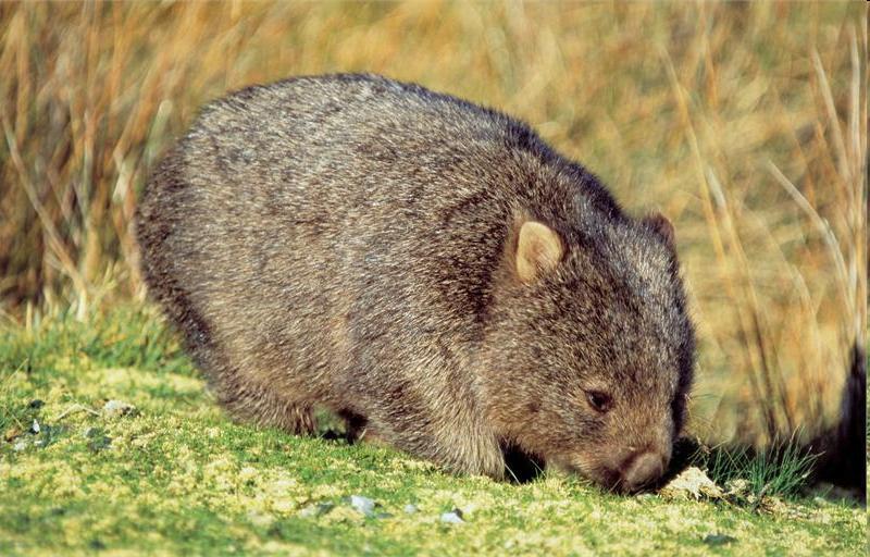 The wombat It only lives in Australia.