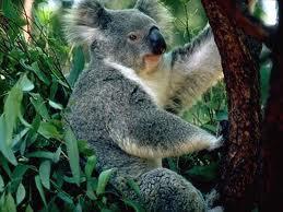 The koala The