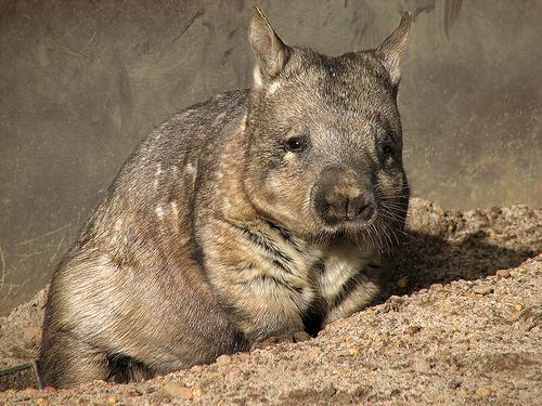 The wombat The