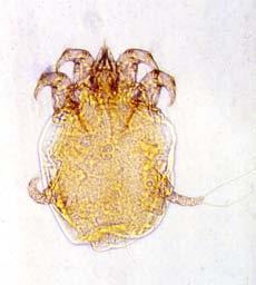 The mites occur most commonly on the forefeet of goats, where the largest numbers of mites and lesions are usually associated with the accessory claws. However, they also can occur higher on the foot.