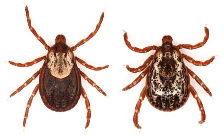 Research in Oklahoma identified three species of ticks parasitizing goats.