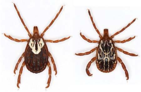 Figure 8: Female (left) and male (right) Gulf Coast Tick. Credit: R. Grantham; Oklahoma State University Lone Star Ticks are more commonly found along the withers and neck areas of the goats.