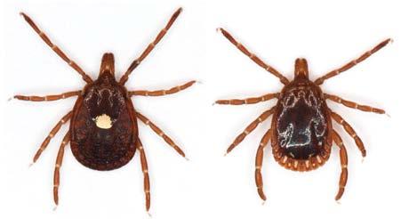 Adult males have non-connecting white markings along the posterior margin. This tick has much longer mouthparts when compared to the previously mentioned ticks.