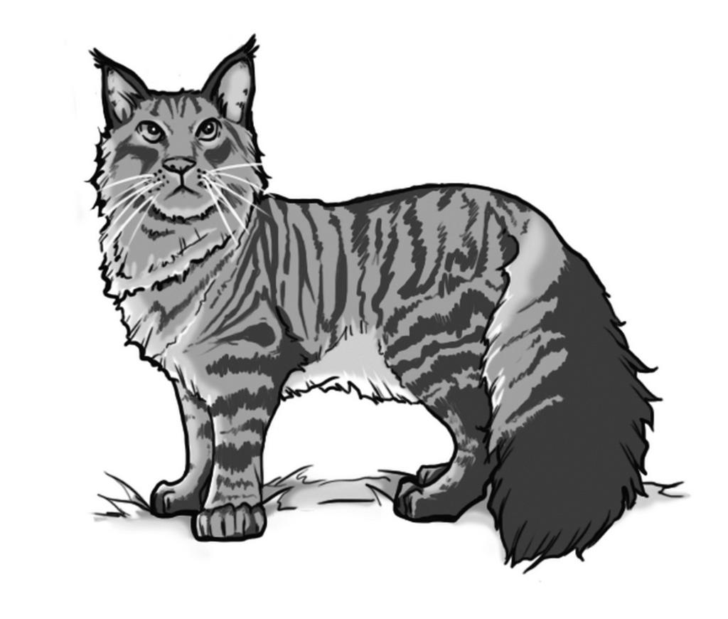 The Handle Animal DC to teach them noncombat tricks is 3 lower than normal. The coon cat is one of the largest domesticated cats around, being larger than some small dogs.