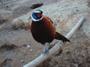 The rooster s call includes a loud double crow followed by quick, muffled wing-drumming. Usually heard at sunrise and sunset during breeding season, cock-birds also cackle when flushed from a roost.