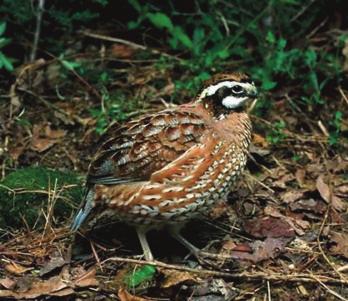 The ruffed grouse is best known for the males s breeding behavior in March and April when he finds a suitable log or rock on which to perform.
