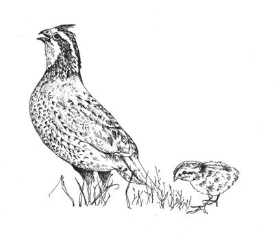 Unlike other game birds, bobwhites mate with only one female instead of a harem of hens.