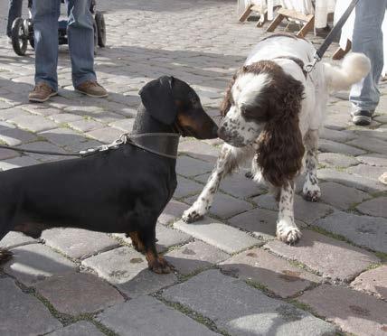 WHAT IS SOCIALIZATION? It s just what the word implies: Allowing your puppy to meet people and other animals.
